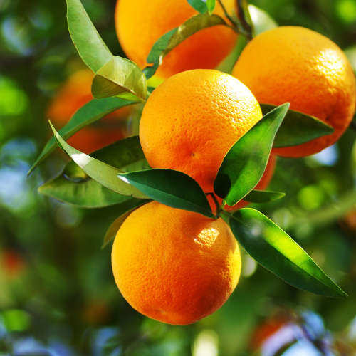 Orangen am Baum