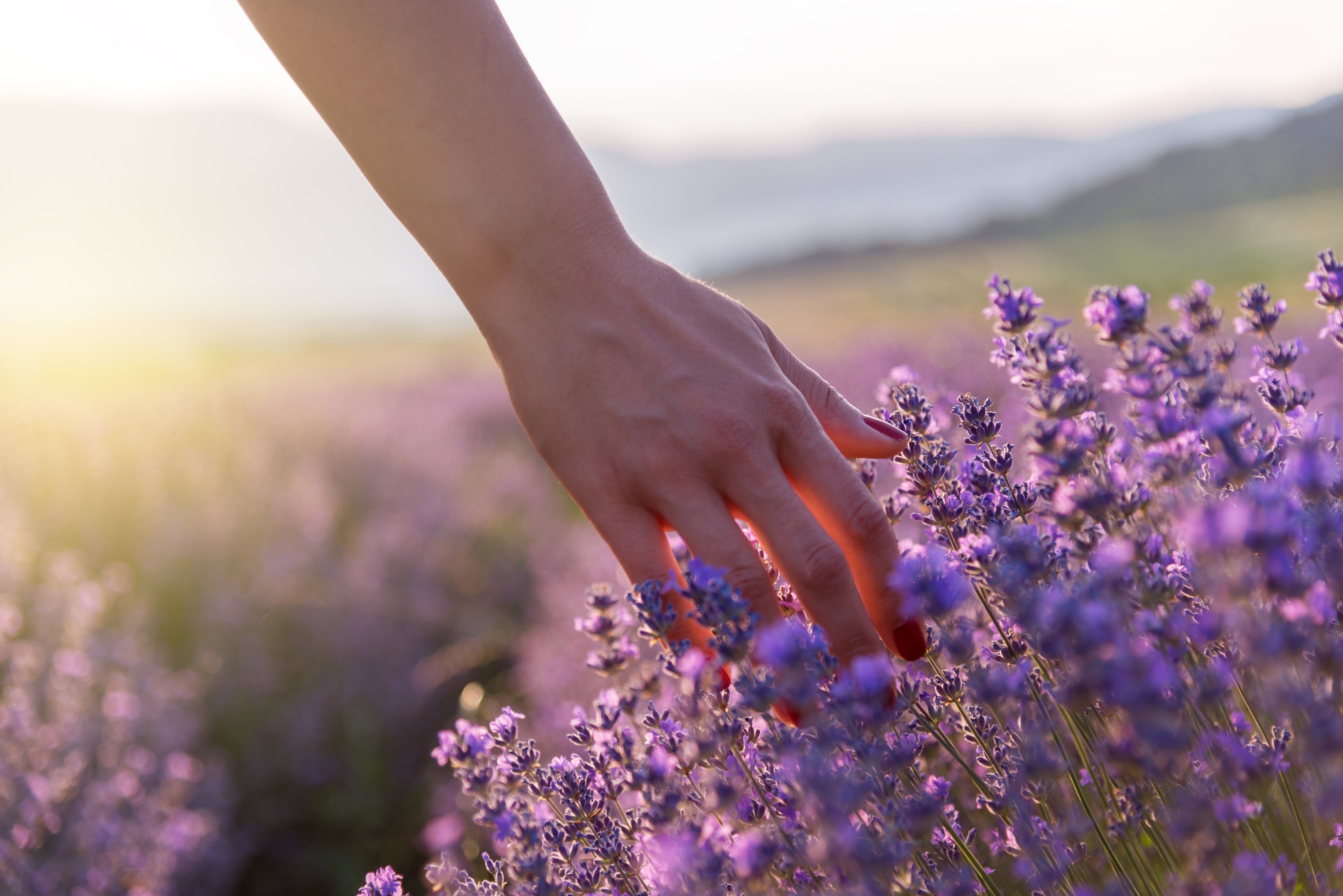 Lavendelöl: Wirkung, Anwendung und Bedeutung für Deine Selfcare-Routine